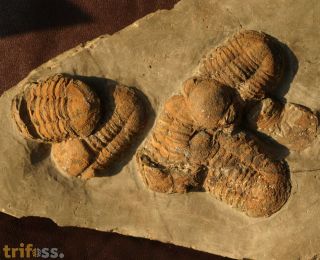 Symphysurus rouvillei (Tromelin & Grasset, 1877)