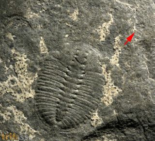 Arthricocephalus laterilobatus Ju, 1983