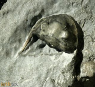 Isotelus maximus LOCKE, 1838