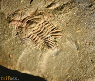 Balcoracania dailyi POCOCK 1970