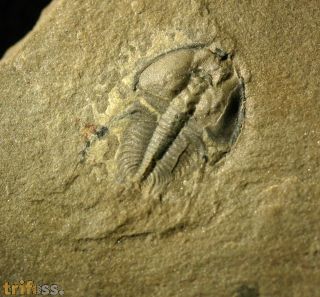 Nephrolenellus geniculatus Palmer, 1998