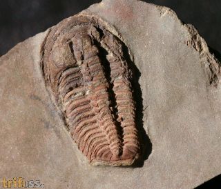 Euloma sp.