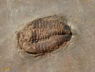 Prionocheilus sp.