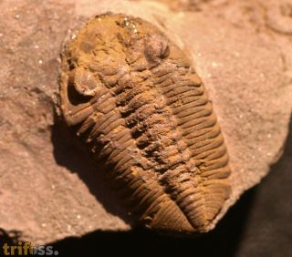 Phacopidina c.f. micheli TROMELIN 1877