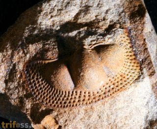 Deanaspis goldfussi (BARRANDE, 1846)