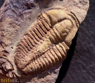 Conocoryphe gerlinda Snajdr,1982