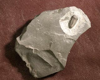 Triarthrus eatoni (HALL, 1838)