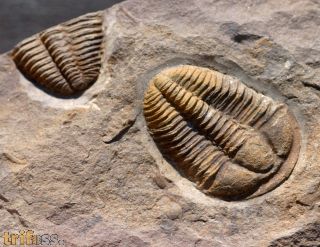 Conocoryphe cirina (Barrande, 1846)
