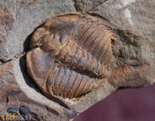 Ctenocephalus coronatus (Barrande, 1846)