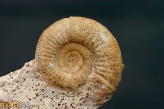 Choffatia isabellae BONNOT et al 2008