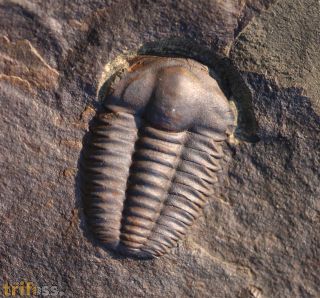 Ellipsocephalus hoffi (Schlotheim, 1823)