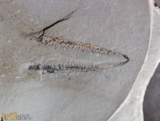 Didymograptus denticulatus, Perner 1895