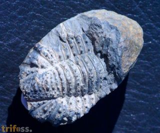 Acantopyge balliviani (Kizlowski, 1923)