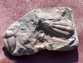 Ellipsocephalus hoffi (Schlotheim, 1823)