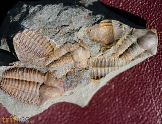 Ellipsocephalus hoffi (Schlotheim, 1823)
