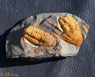 Agraulos ceticephalus (Barrande, 1846)