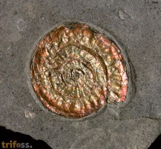 Caloceras johnstoni
