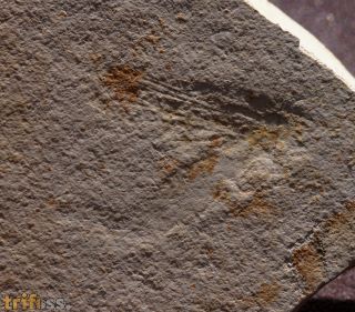 Hexagenites cellulosus HAGEN