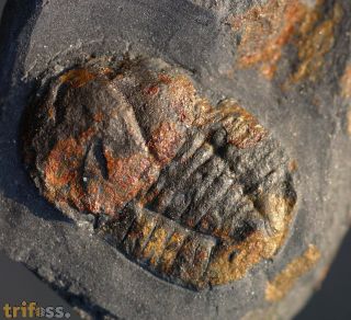 Pricyclopyge longicephala (Klouceck, 1916)