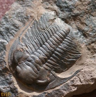 Eccaparadoxides pusillus
