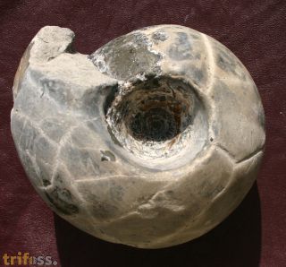 Cadoceras sublaeve  (SOWERBY)