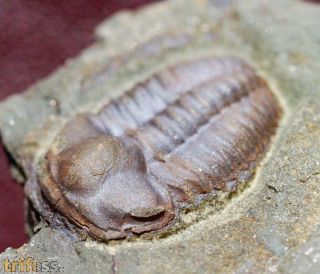 Ellipsocephalus hoffi (Schlotheim, 1823)