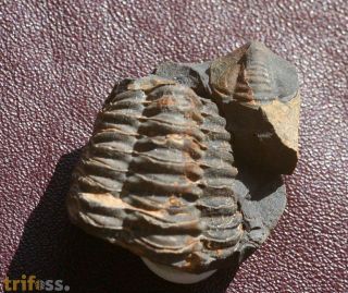 Colpocoryphe bohemica. (Vanek, 1965)