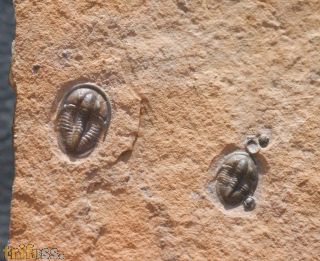 Cedaria minor & Tomagnostella exsculpta