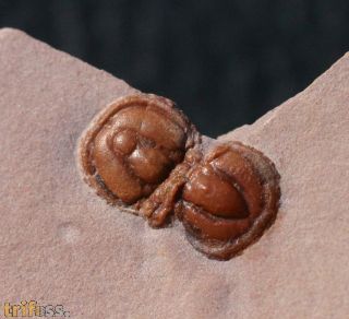 Peronopsis interstricta (WHITE, 1874)
