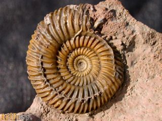 Parkinsonia sp.