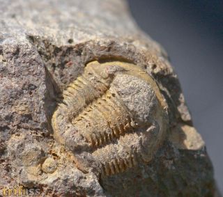 Gerastos catervus  (van Viersen, 2006)