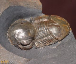 Panderia beumonti (Rouault, 1847)