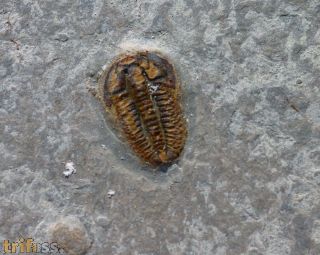 Brachyaspidion microps ROBINSON, 1971