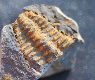 Placoparia barrandei (PRANTL at NAJDR,1956)