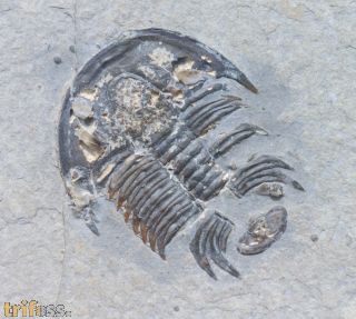 Modocia typicalis (Resser, 1938)