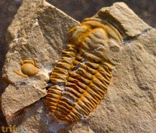 Hamatolenus (Hamatolenus) draensis GEYER 1990