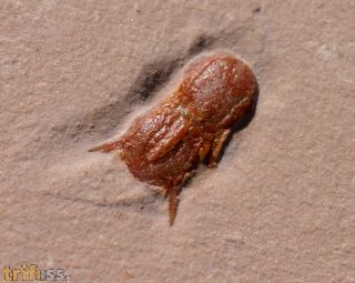 Ptychagnostus michaeli ROBISON, 1984