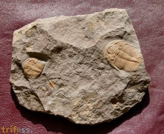 Eccaparadoxides pusillus