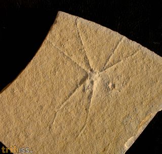 Chresmoda sp. non obscura(?)