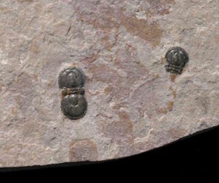 Peronopsis fallax