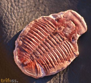 Elrathia kingii (Meek 1870)