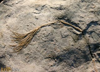 Daedalocrinus bellevillensis (BILLINGS, 1883)