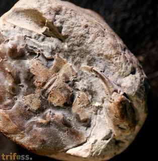 Coeloma sp.