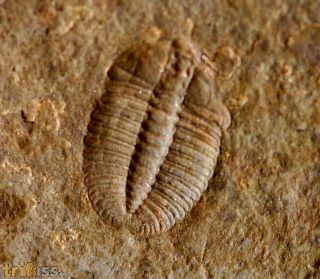 Arthricocephalus laterilobatus Ju, 1983