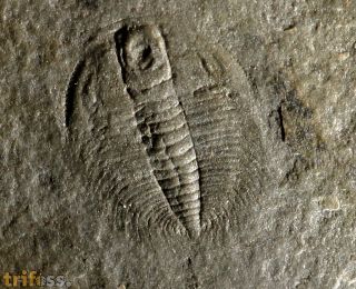 Changaspis elongata LEE, 1961