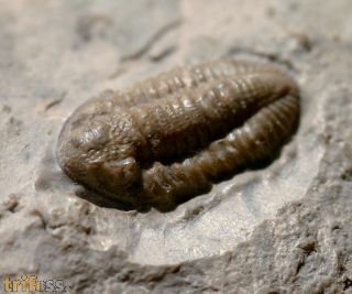 Breviphillipsia sampsoni (Vogdes, 1888)