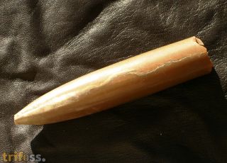 Logonibelus (Cylindroteuthis)  kostromensis (GERASIMOV, 1960)