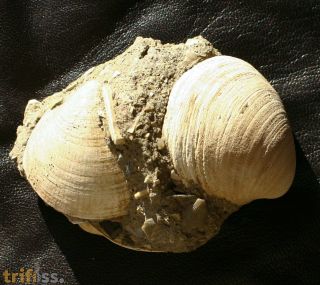 Glycymeris obovata (Lamarck, 1819)