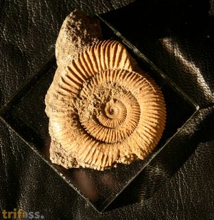 Dactylioceras athleticum (SIMPSON 1855)