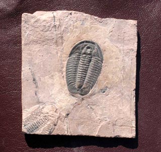 Coosella sp.